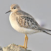 Buff-breasted Sandpiper